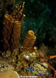 Yellow sponges with blue Chromis by Bruce Campbell 